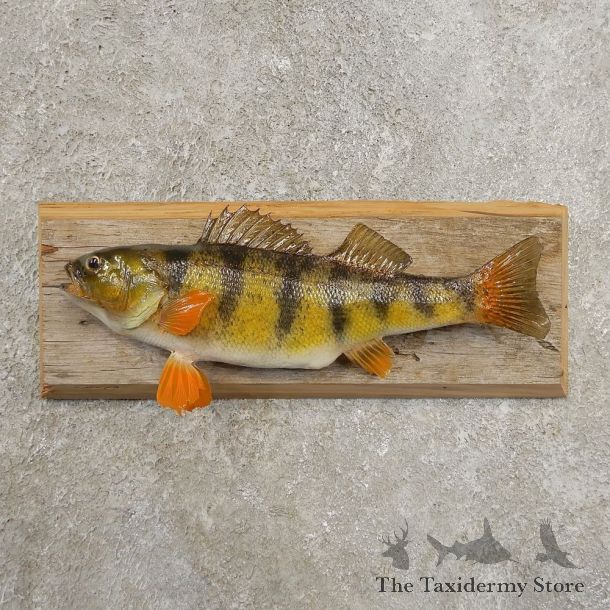 Yellow Perch Fish Mount For Sale #20970 @ The Taxidermy Store