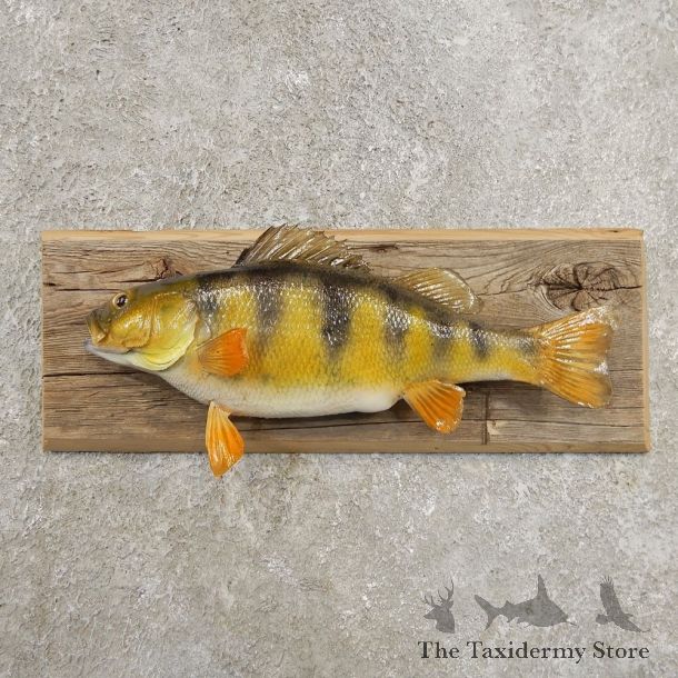 Yellow Perch Fish Mount For Sale #20972 @ The Taxidermy Store