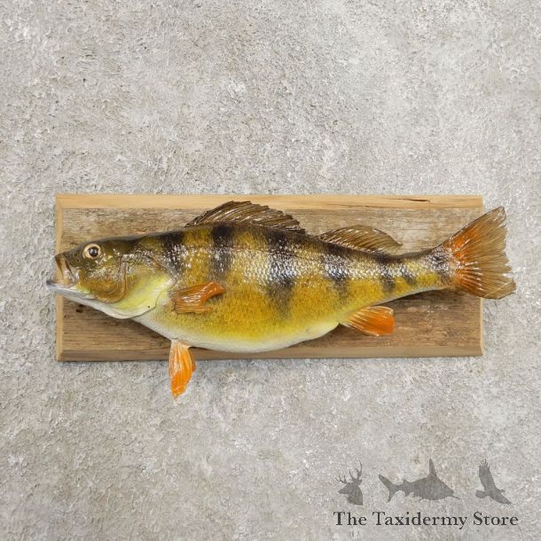Yellow Perch Fish Mount For Sale #20975 @ The Taxidermy Store