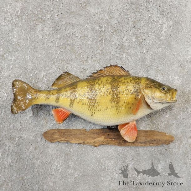 Yellow Perch Fish Mount For Sale #21097 @ The Taxidermy Store