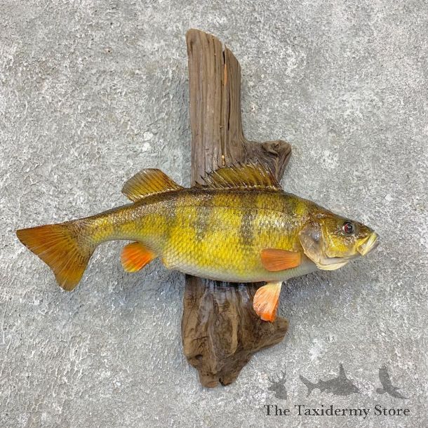 Yellow Perch Fish Mount For Sale #21419 @ The Taxidermy Store