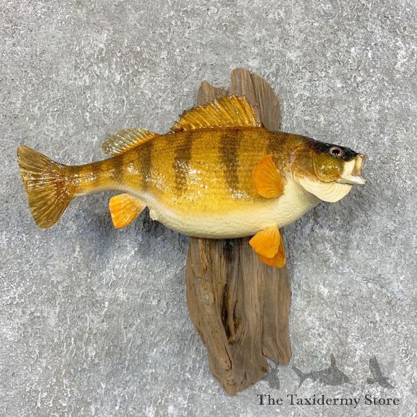 Yellow Perch Fish Mount For Sale #22008 @ The Taxidermy Store