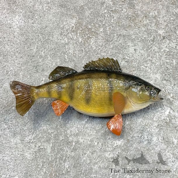 Yellow Perch Fish Mount For Sale #22371 @ The Taxidermy Store