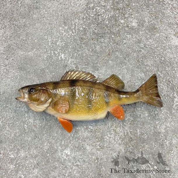 Yellow Perch Fish Mount For Sale #22499 @ The Taxidermy Store