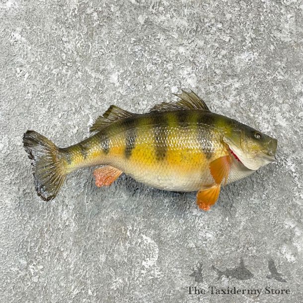 Yellow Perch Fish Mount For Sale #26150 @ The Taxidermy Store