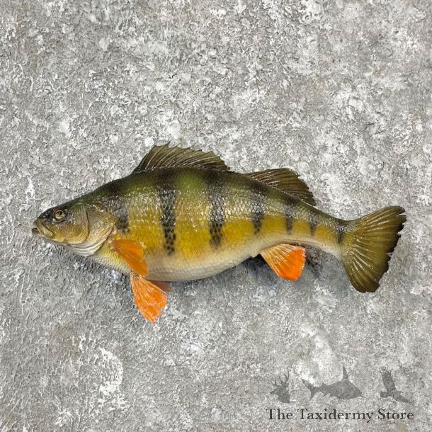 Yellow Perch Fish Mount For Sale #26151 @ The Taxidermy Store