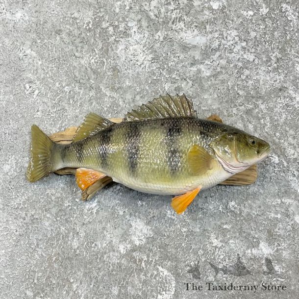 Yellow Perch Fish Mount For Sale #27324 @ The Taxidermy Store
