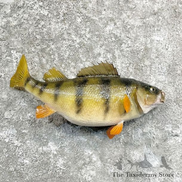 Yellow Perch Fish Mount For Sale #27832 @ The Taxidermy Store