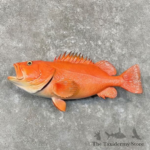 Yelloweye Rockfish Fish Mount For Sale #27708 @ The Taxidermy Store