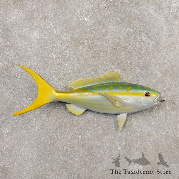 Yellowtail Snapper Replica Fish Mount For Sale #20348 @ The Taxidermy Store