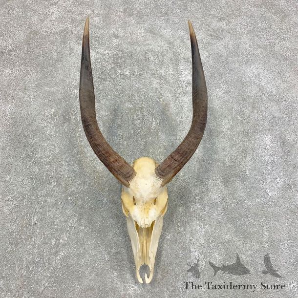 Zambezi Sitatunga Skull European Mount For Sale #21484 @ The Taxidermy Store