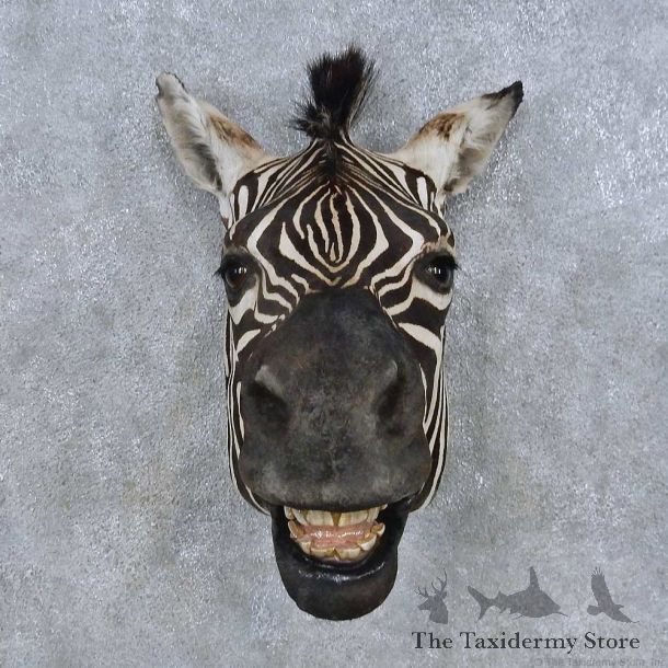 African Zebra Head Mount For Sale #14695 @ The Taxidermy Store