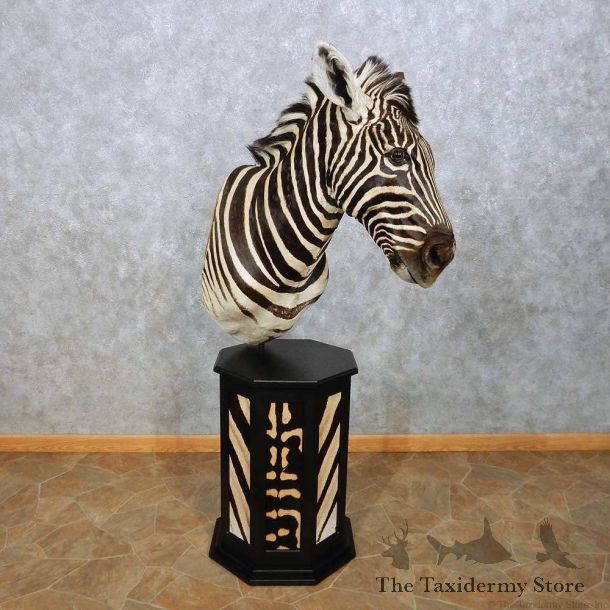 African Zebra Pedestal Mount For Sale #14598 @ The Taxidermy Store