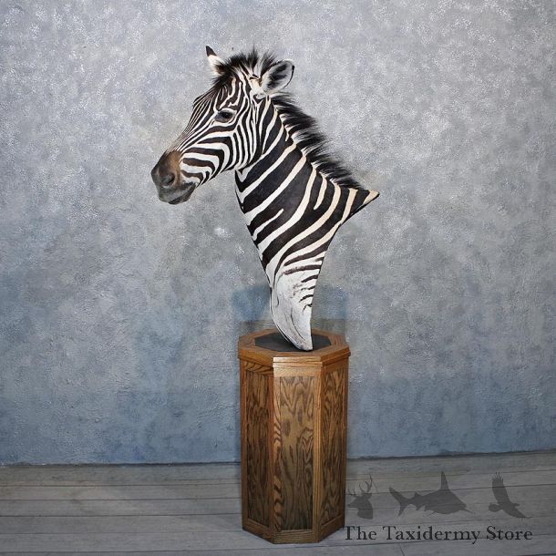 African Burchell's Zebra Pedestal #11886 For Sale @ The Taxidermy Store