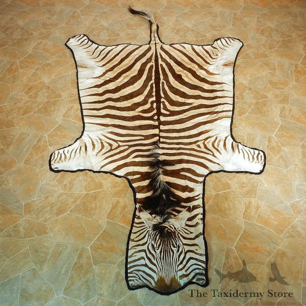 Zebra Full Rug Taxidermy Mount #13012 For Sale @ The Taxidermy Store