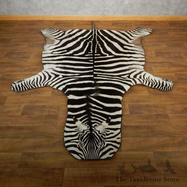 African Zebra Full-Size Taxidermy Rug For Sale #17855 @ The Taxidermy Store
