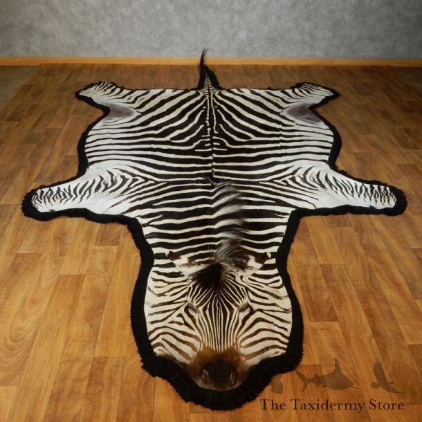 African Zebra Full-Size Taxidermy Rug For Sale #17422 @ The Taxidermy Store