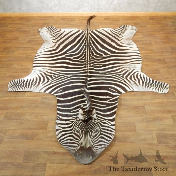 African Zebra Full-Size Taxidermy Rug For Sale #17869 @ The Taxidermy Store