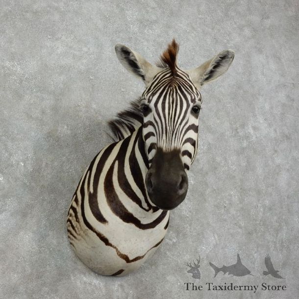 African Zebra Shoulder Mount For Sale #17517 @ The Taxidermy Store