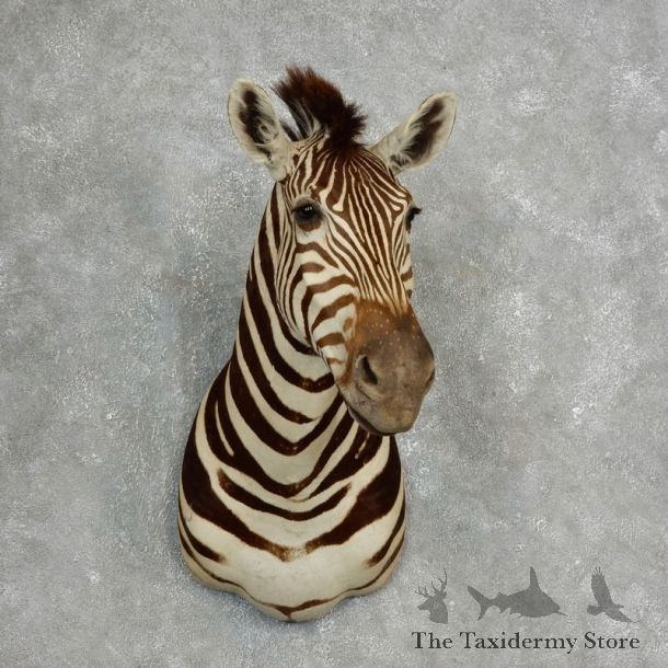 African Zebra Shoulder Mount For Sale #17760 @ The Taxidermy Store