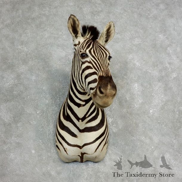 African Zebra Shoulder Mount For Sale #17762 @ The Taxidermy Store
