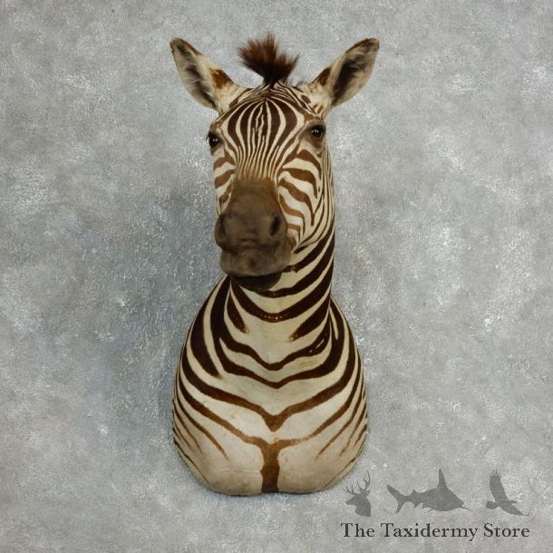 African Zebra Shoulder Mount For Sale #17763 @ The Taxidermy Store