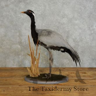 Demoiselle Crane Taxidermy Bird Mount For Sale