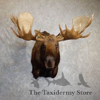 Alaskan Yukon Moose Head Taxidermy Shoulder Mount For Sale