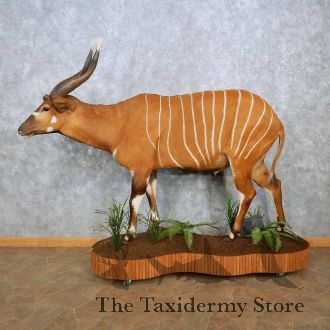 Bongo Antelope Life-Size Taxidermy Mount For Sale