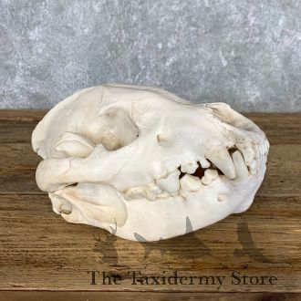 African Spotted Hyena Taxidermy Skull Mount For Sale