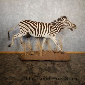 African Zebra Life Size Taxidermy Mount For Sale