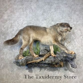 Alaskan Grey Wolf Life-Size Taxidermy Mount For Sale