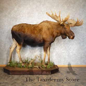 Alaskan Yukon Moose Life-Size Taxidermy Mount For Sale