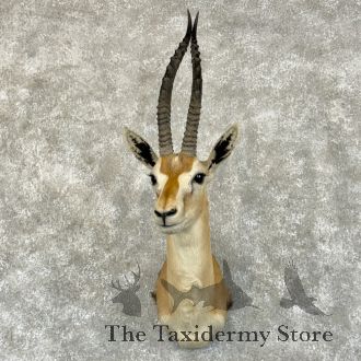Thomson's Gazelle Taxidermy Shoulder Mount For Sale