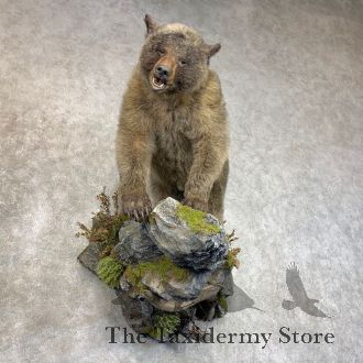 Glacier Bear Full-Size Taxidermy Mount For Sale