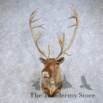 Barren Ground Caribou Taxidermy Shoulder Mount For Sale
