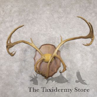 Caribou Taxidermy Plaque Mount For Sale
