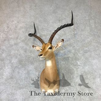 East African Impala Taxidermy Shoulder Mount For Sale