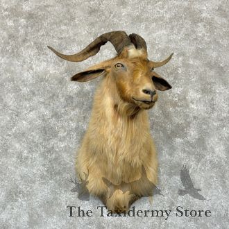 Feral Goat Taxidermy Shoulder Mount For Sale