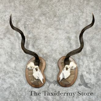 Greater Kudu Skull & Horn Plaque Set For Sale