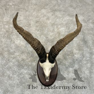 Gredos Ibex Skull & Horn European Taxidermy Mount For Sale