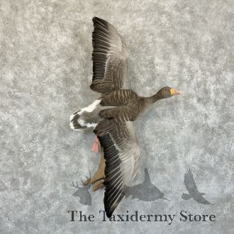 Greylag Goose Taxidermy Bird Mount For Sale