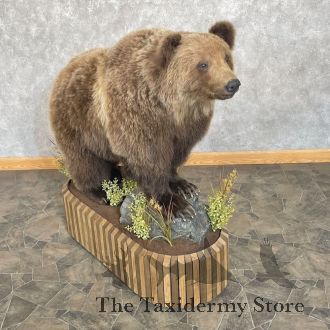Grizzly Bear Life-Size Taxidermy Mount For Sale