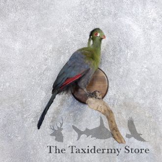 Knysna Lourie Taxidermy Bird Mount For Sale