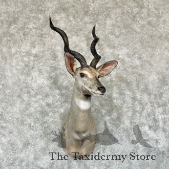 Lesser Kudu Taxidermy Shoulder Mount For Sale