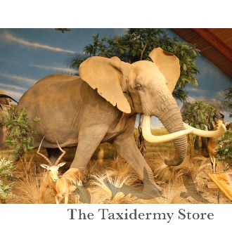 African Elephant Full Size Taxidermy Reproduction Mount For Sale
