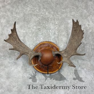 Maine Moose Antler Taxidermy Plaque For Sale