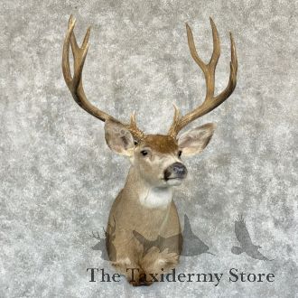Mule Deer Taxidermy Shoulder Mount For Sale