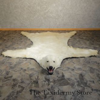 Polar Bear Full-Size Taxidermy Rug Mount For Sale