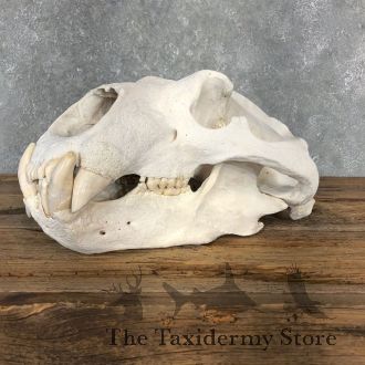 Polar Bear Full Skull Taxidermy Mount For Sale